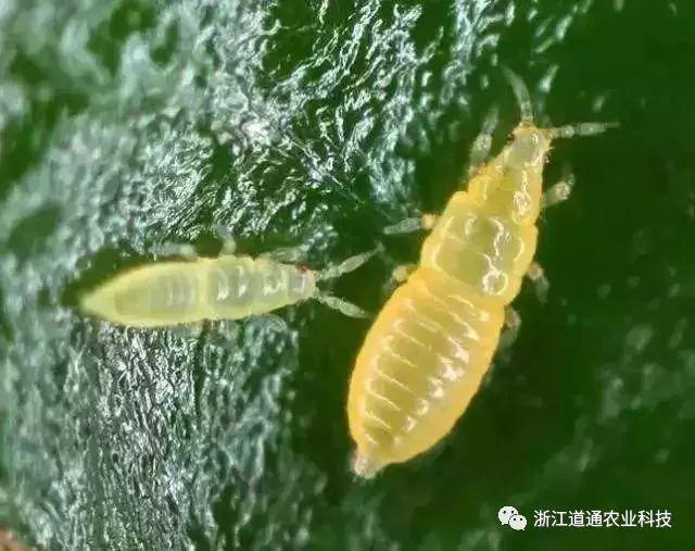 蓟马:就喜欢你看不上我,又干不掉我的样子