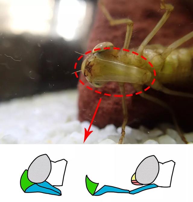 听说这种东西把蚊子小朋友当辣条吃?
