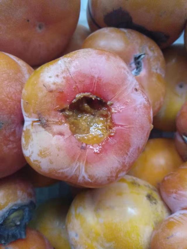 “带虫柿子”中的“虫”是哪种害虫?哪些措施防治效果最好?