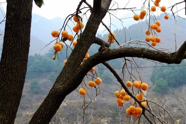 “带虫柿子”中的“虫”是哪种害虫?哪些措施防治效果最好?