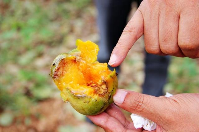 “带虫柿子”中的“虫”是哪种害虫?哪些措施防治效果最好?