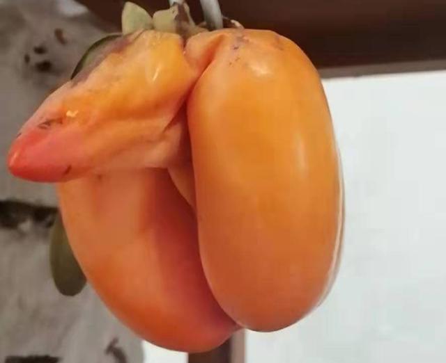 “带虫柿子”中的“虫”是哪种害虫?哪些措施防治效果最好?