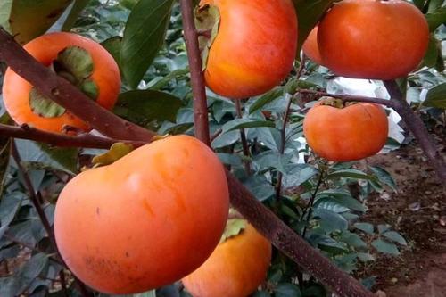 “带虫柿子”中的“虫”是哪种害虫?哪些措施防治效果最好?