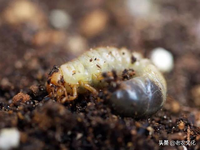 防治10种地下害虫,用这些方法很有效