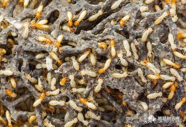 园林遭遇白蚁危害?这7种防治方法请收好