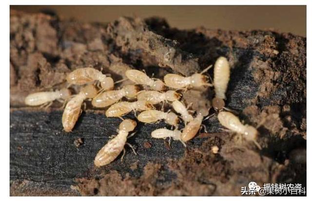 园林遭遇白蚁危害?这7种防治方法请收好