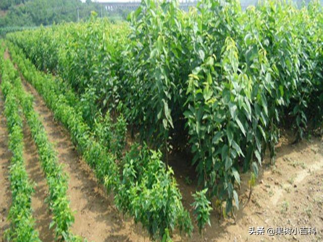 园林遭遇白蚁危害?这7种防治方法请收好