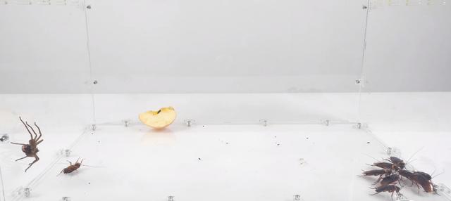 与人类为伴的家居型蜘蛛——白额高脚蛛