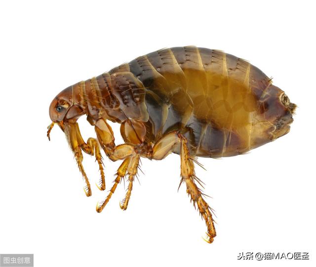 跳蚤，你了解多少？是其他疾病的传播媒介
