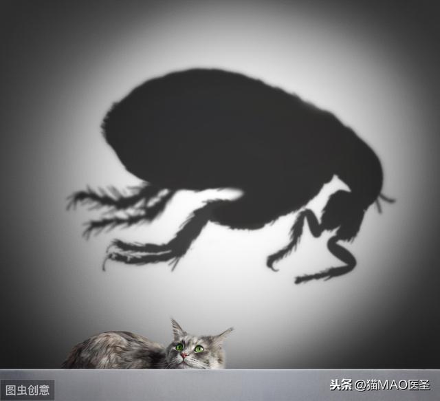 跳蚤，你了解多少？是其他疾病的传播媒介