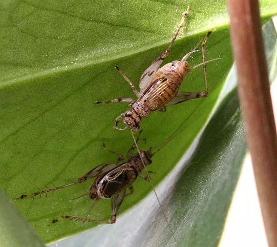 捕捉回来的金蛉子不可混养,但1只雄虫独鸣,时间