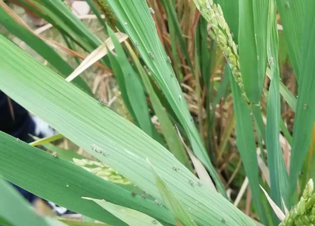 这种害虫对水稻危害极大 最新研究发现它的灾变机制线索