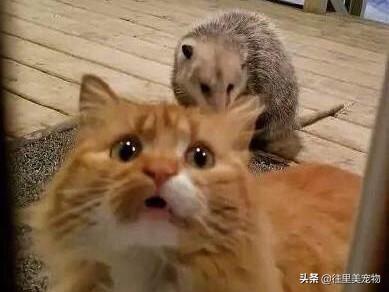 辟谣!猫并不是所有老鼠的天敌,有一种老鼠猫见了估计都得绕道走