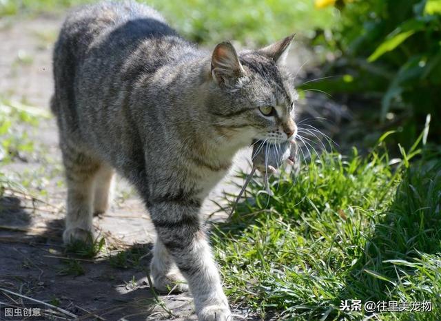 辟谣!猫并不是所有老鼠的天敌,有一种老鼠猫见了估计都得绕道走