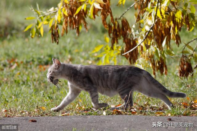 辟谣!猫并不是所有老鼠的天敌,有一种老鼠猫见了估计都得绕道走
