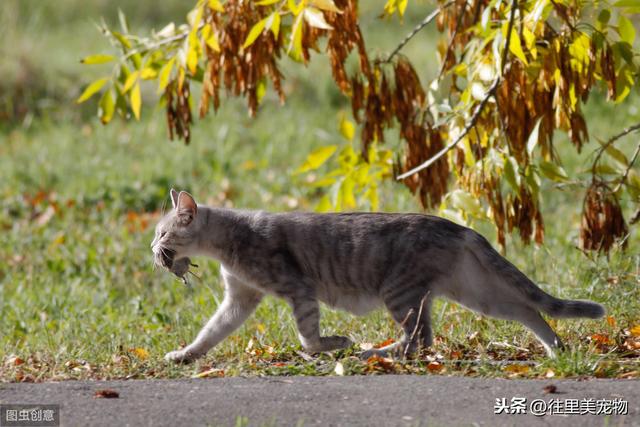 辟谣！猫并不是所有老鼠的天敌，有一种老鼠猫见了估计都得绕道走