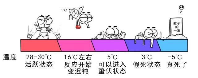 蚊子在冬天就全部消失了吗?不妨在家里的角落找找它们