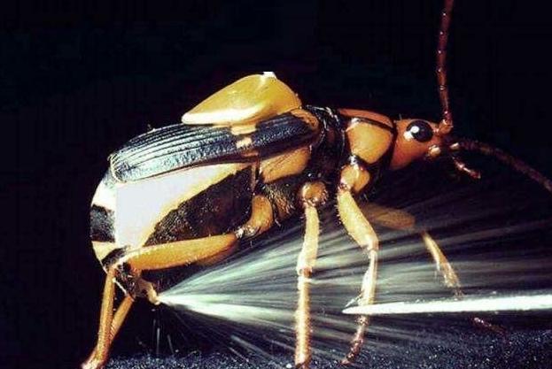 大自然中唯一一种能够混合化学物质导致爆炸的昆虫，喷一下痛死人
