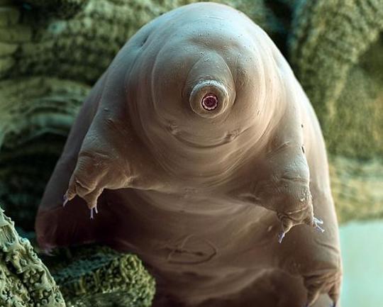 魔法抗性100%，可以活到太阳毁灭的生物"水熊虫"