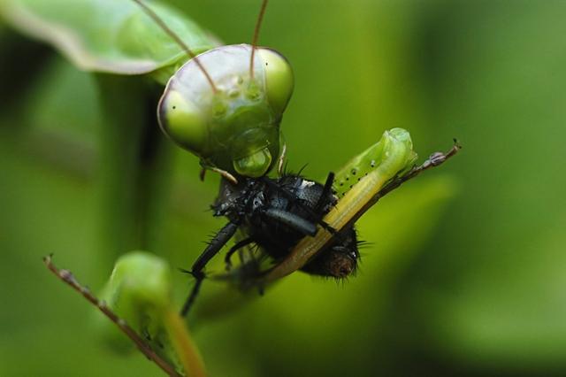 不要小瞧昆虫,他们可是在自然界活的最“潇洒”的生物