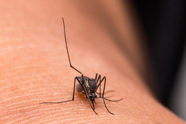 不要小瞧昆虫,他们可是在自然界活的最“潇洒”的生物