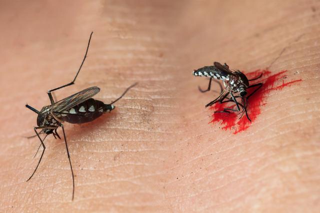 关于四害之一的蚊子你们了解多少