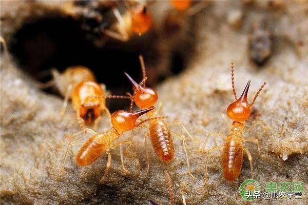 家里发现白蚁怎么消灭?家里进白蚁是什么原因?