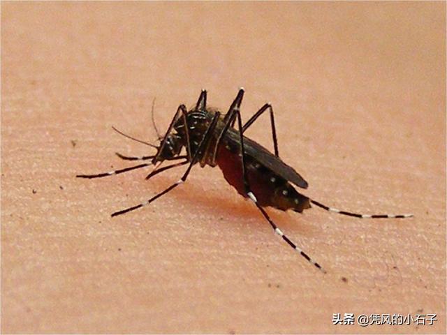 睡觉时蚊子在耳边飞，开灯后却消失不见，它们一般都藏在哪里？