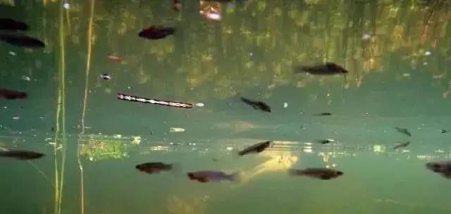 帮帮科普:蚊子的克星——食蚊鱼