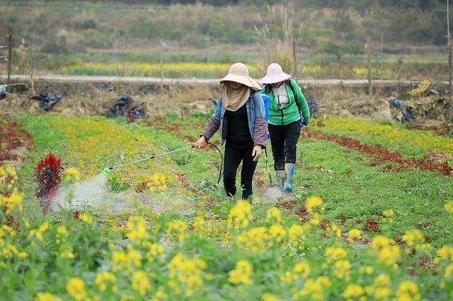 农谚道“一冬天气暖，虫子闹翻天”，春季虫害防治要做好