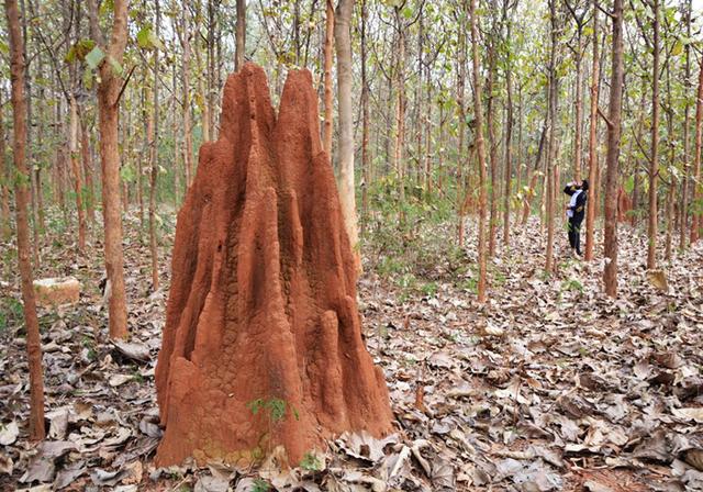 白蚁，害虫还是益虫？你想灭绝它，它却只想填饱肚子