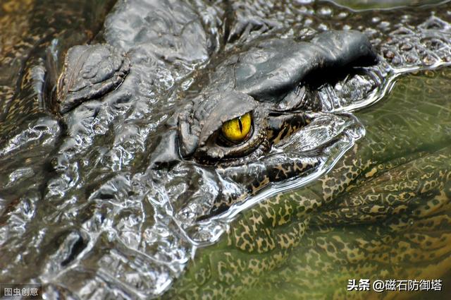 辟谣:研究发现鳄鱼流眼泪并非排盐,更不是假慈悲