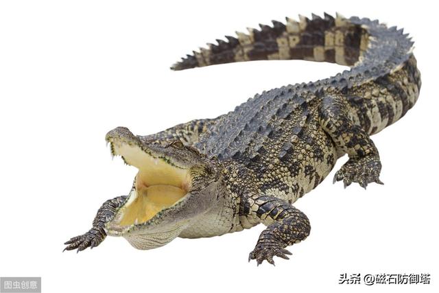 辟谣:研究发现鳄鱼流眼泪并非排盐,更不是假慈悲