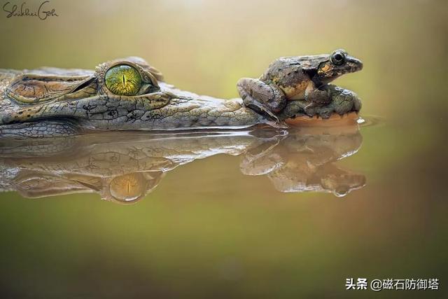 辟谣:研究发现鳄鱼流眼泪并非排盐,更不是假慈悲