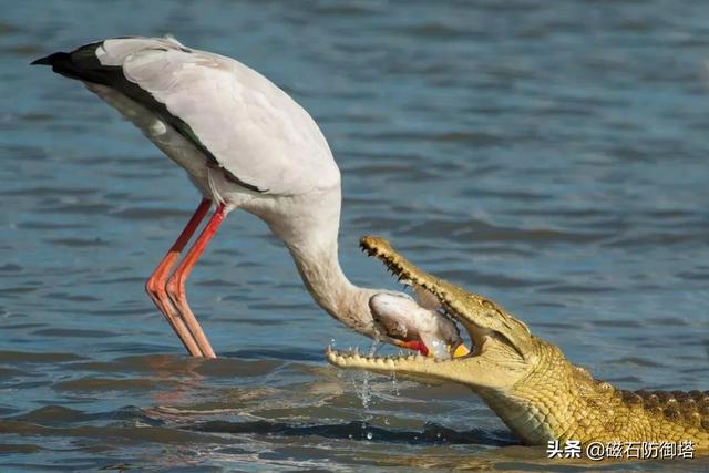 辟谣:研究发现鳄鱼流眼泪并非排盐,更不是假慈悲
