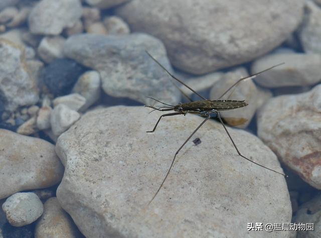 辟谣：小时候经常在水面上见到的这种虫子是蜘蛛吗？不，它叫水黾