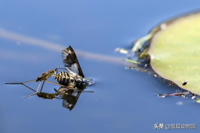 辟谣：小时候经常在水面上见到的这种虫子是蜘蛛吗？不，它叫水黾