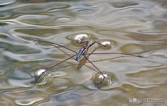 辟谣：小时候经常在水面上见到的这种虫子是蜘蛛吗？不，它叫水黾