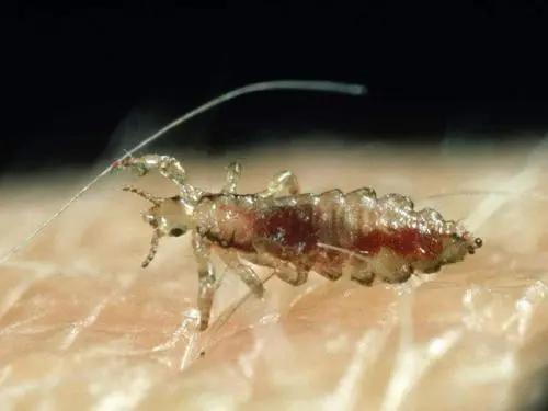 日常科普:外出注意寄生昆虫