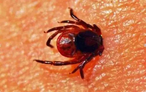 日常科普:外出注意寄生昆虫