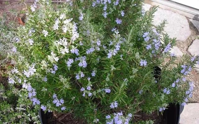 这些可以驱赶害虫的植物很适合种家里，丝毫不孙色于观花植物