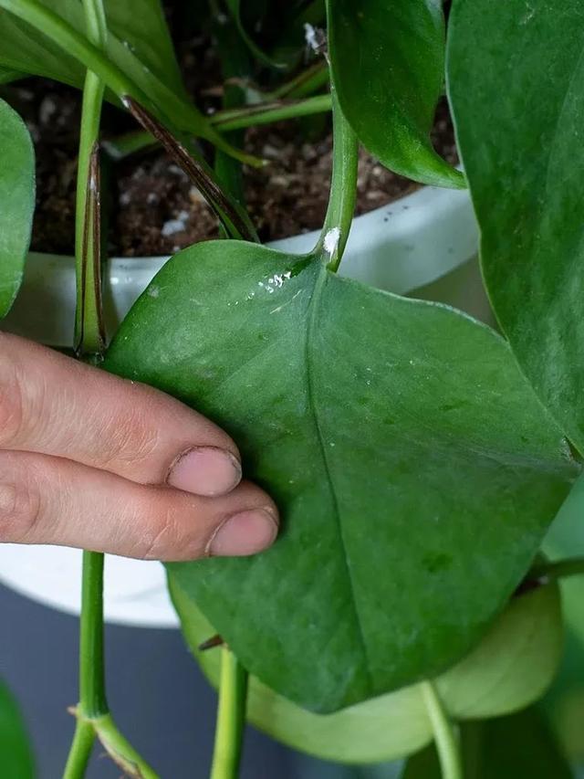 预防植物感染虫害要掌握几个技巧，否则容易感染这8种常见害虫