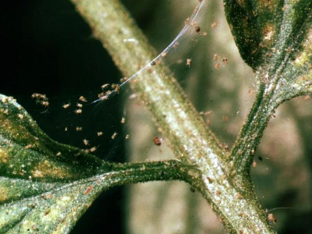 预防植物感染虫害要掌握几个技巧，否则容易感染这8种常见害虫