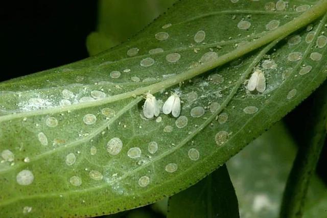 预防植物感染虫害要掌握几个技巧，否则容易感染这8种常见害虫