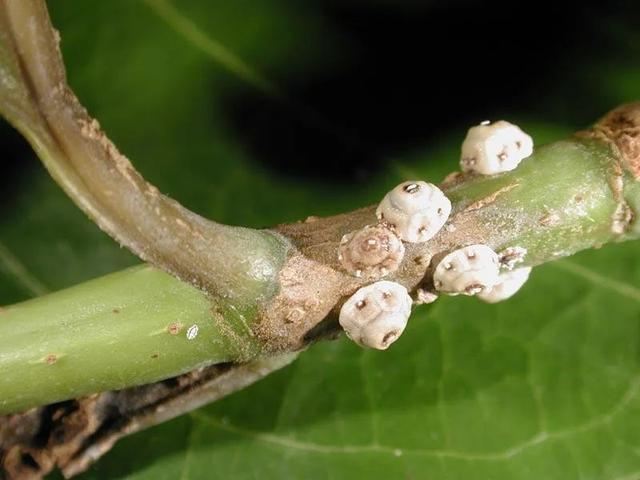 预防植物感染虫害要掌握几个技巧，否则容易感染这8种常见害虫