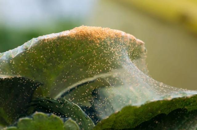 预防植物感染虫害要掌握几个技巧，否则容易感染这8种常见害虫