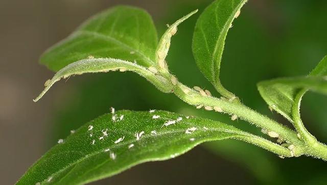 预防植物感染虫害要掌握几个技巧，否则容易感染这8种常见害虫