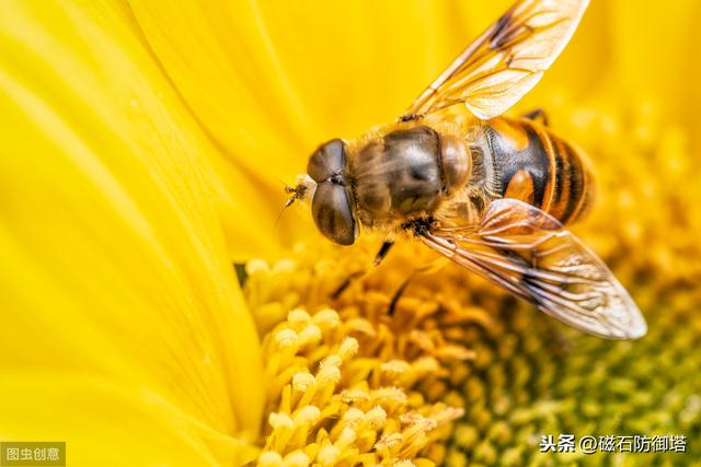蜜蜂為什么蟄完人就會死？會死為什么還要蜇人？