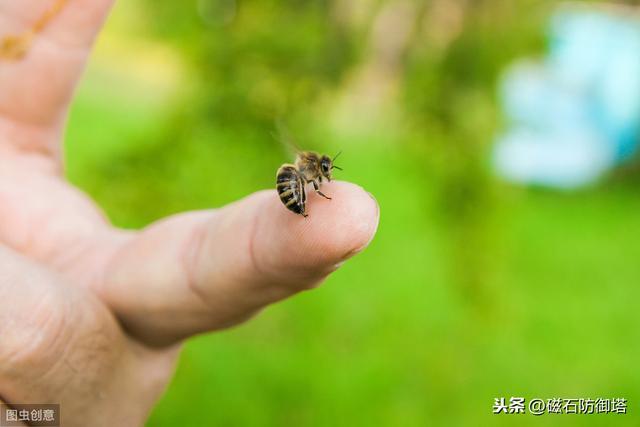 蜜蜂为什么蛰完人就会死？会死为什么还要蜇人？