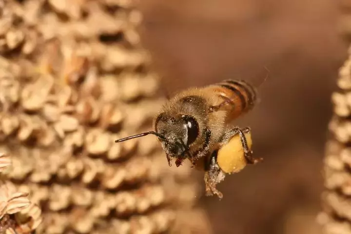 如何區分黃蜂、蜜蜂、馬蜂、胡蜂……各種蜂？